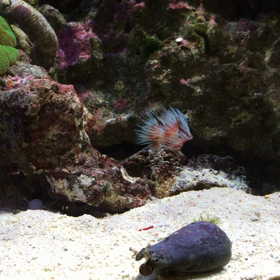 横浜で花文字の画像