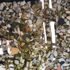 今年の金魚飼育の画像