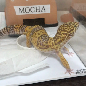 モカ久しぶりに登場の画像