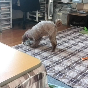 東日本大震災から四年と一日、、、とお昼過ぎのレンとマリンの画像