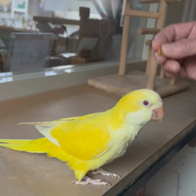 くるりんぱ練習中！！の画像