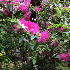 神社でのお出迎えの画像