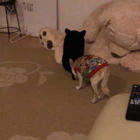 アビー夜型犬…の画像