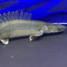 ウルトラショートお買い上げ！！の画像