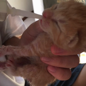 がんばれ！乳飲み子の画像