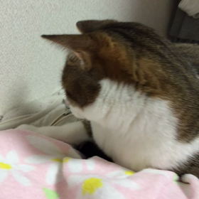 初動画！の画像