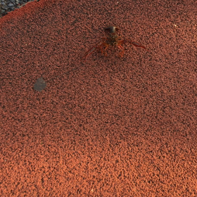 ザリガニの画像