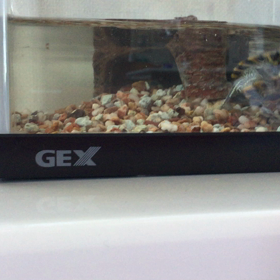 うぁー  ナガクビがめ⁉️の画像