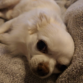 なすがまま(ᵔᴥᵔ)の画像