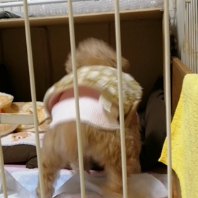 母わんこ吠えるの画像