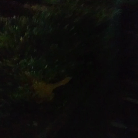 今夜のノラちゃんの画像