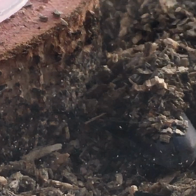 コクワガタ飼育63日目の画像