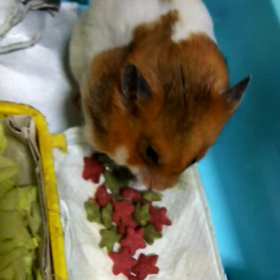 今日はコナモンの日、久しぶりのハムちゃんビデオの画像