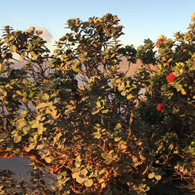 ハワイセミナー 　2020 ①の画像