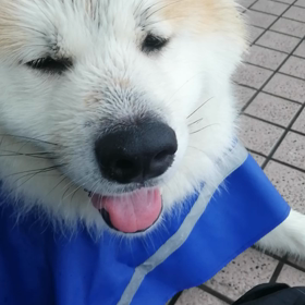 雨が降らない暑い朝か、雨降りの涼しい朝。どっちが良い？飼い主は、断然☔無し暑い朝‼️未来丸はの画像