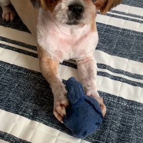 10月19日   朝から元気なマロです。の画像