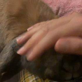 うさぎの音の画像