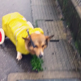 今日の散歩はの画像