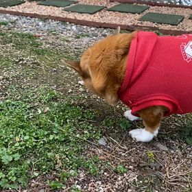 ダイエット中なのでの画像