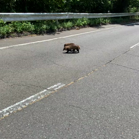 2023.9.3 京都府 多禰寺山（その1）アナグマのきょうだいの画像