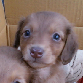 ２ヶ月のおぐらからのメッセージの画像