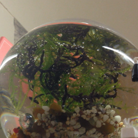 もみあげの画像