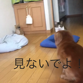 母と便秘の話。チップとデールの字幕付き動画の画像