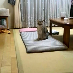 動画見れるかな？の画像