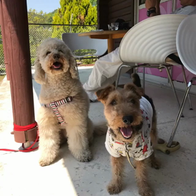 京都の奥座敷るり渓へワン旅の画像