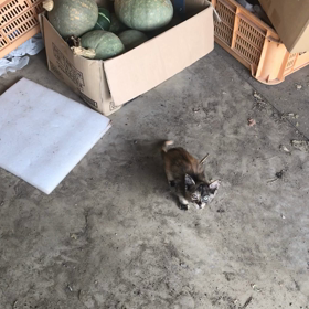 まいったね〜の画像