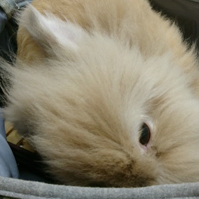 エンセ発症☆10日目の画像