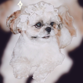 桜〜桜〜今年は早咲き♡の画像