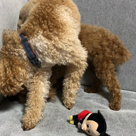 バトル！の画像