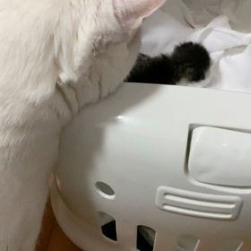 なかまいり。の画像