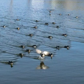 ハシビロガモの動画の画像