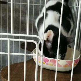 多頭飼育レスキュー【5月9日】の画像