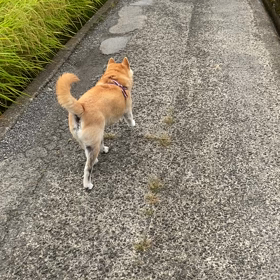甲子園球場の画像