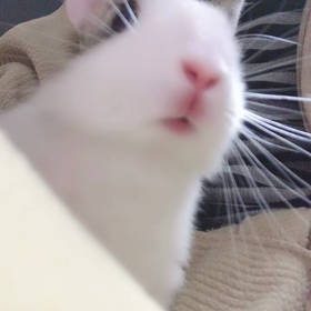 4月12日のうさちゃん動画の画像