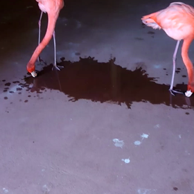 ⑧和歌山県アドベンチャーワールドの画像