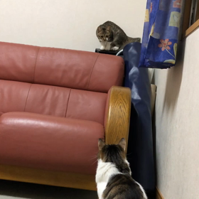 先住猫と新入り子猫が仲良くなれるか心配。上顎が痛い。の画像