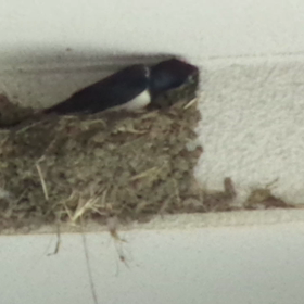 春と私とツバメの巣作りの画像