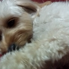 MY IMMORTALの画像