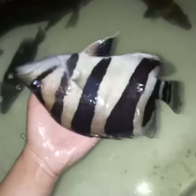 次回輸入リアルバンド！の画像