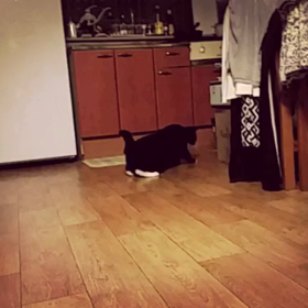 動画 - 何かいるの？の画像