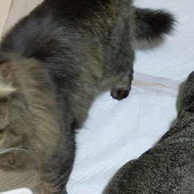 新年迎えられた〜♡の画像