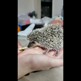 お年玉チュール、ハリネズミ編の画像