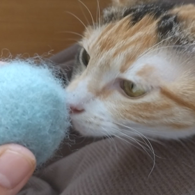 ハンターむぎちゃん( *´艸｀)の画像