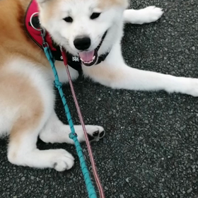 突然冬がやって来る⁉️という天気予報で急いで掛け布団を干して、準備したけれど、今朝は暑いくらい。の画像