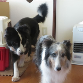 何か今日はの画像