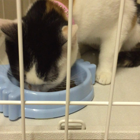 ごはんタイムの画像